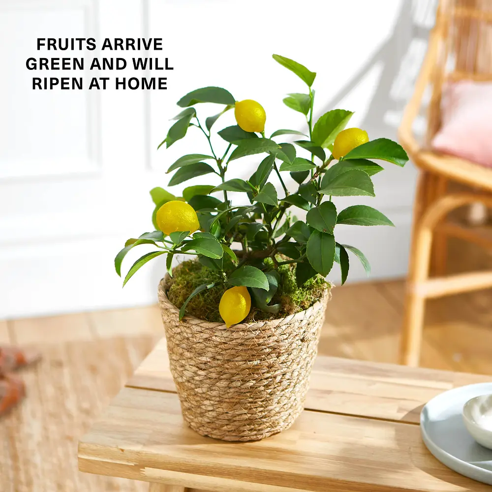 The Citrus Tree purchase House