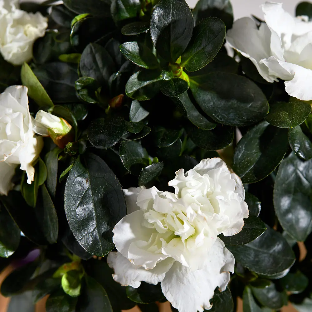 The White Azalea & Indulgent Liberty Truffles | Plant & Gift