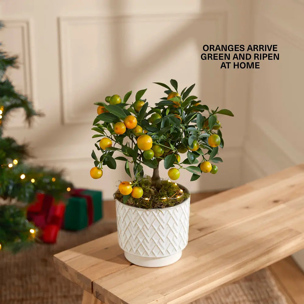 Send oranges for christmas Clearance