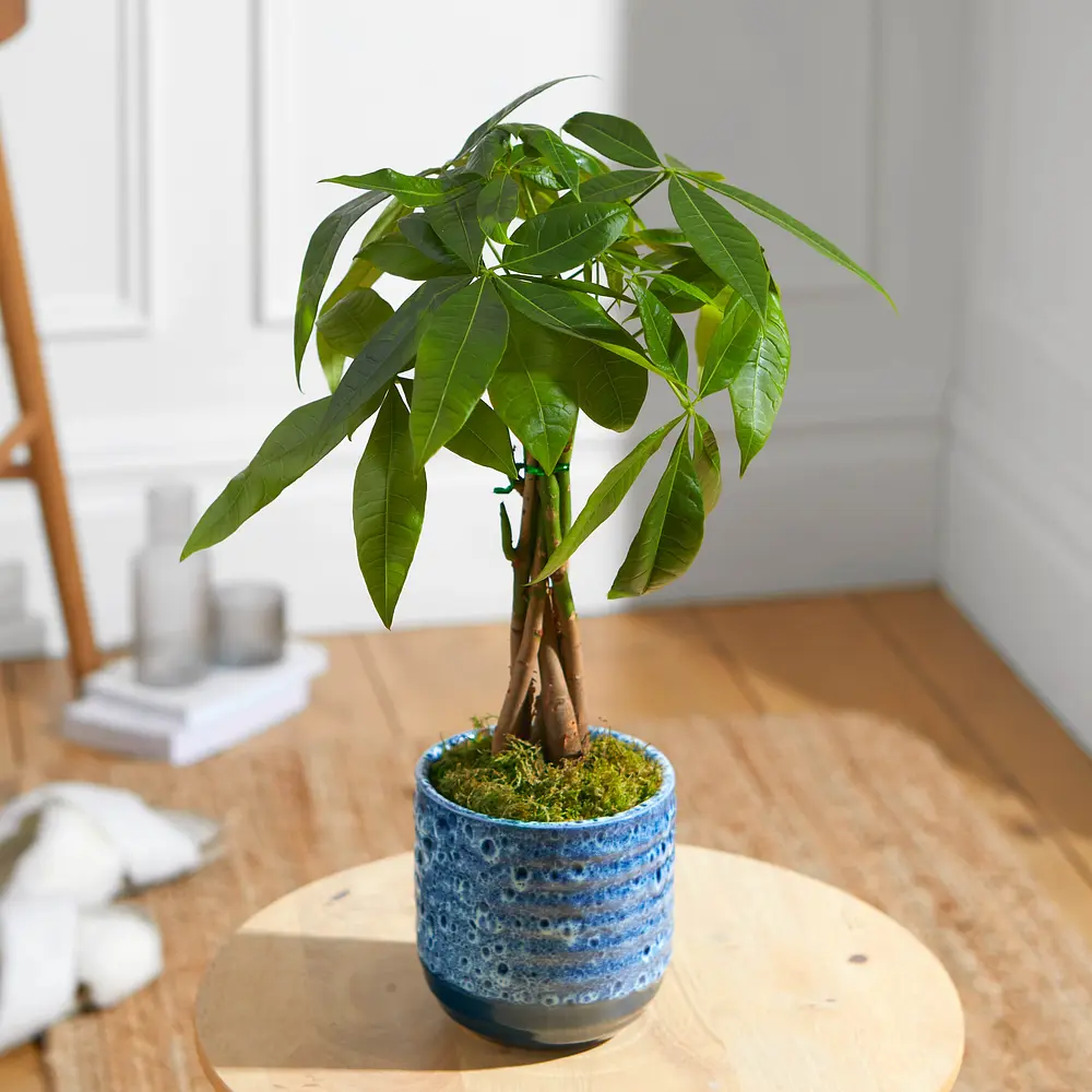 Where can i buy a money tree plant deals