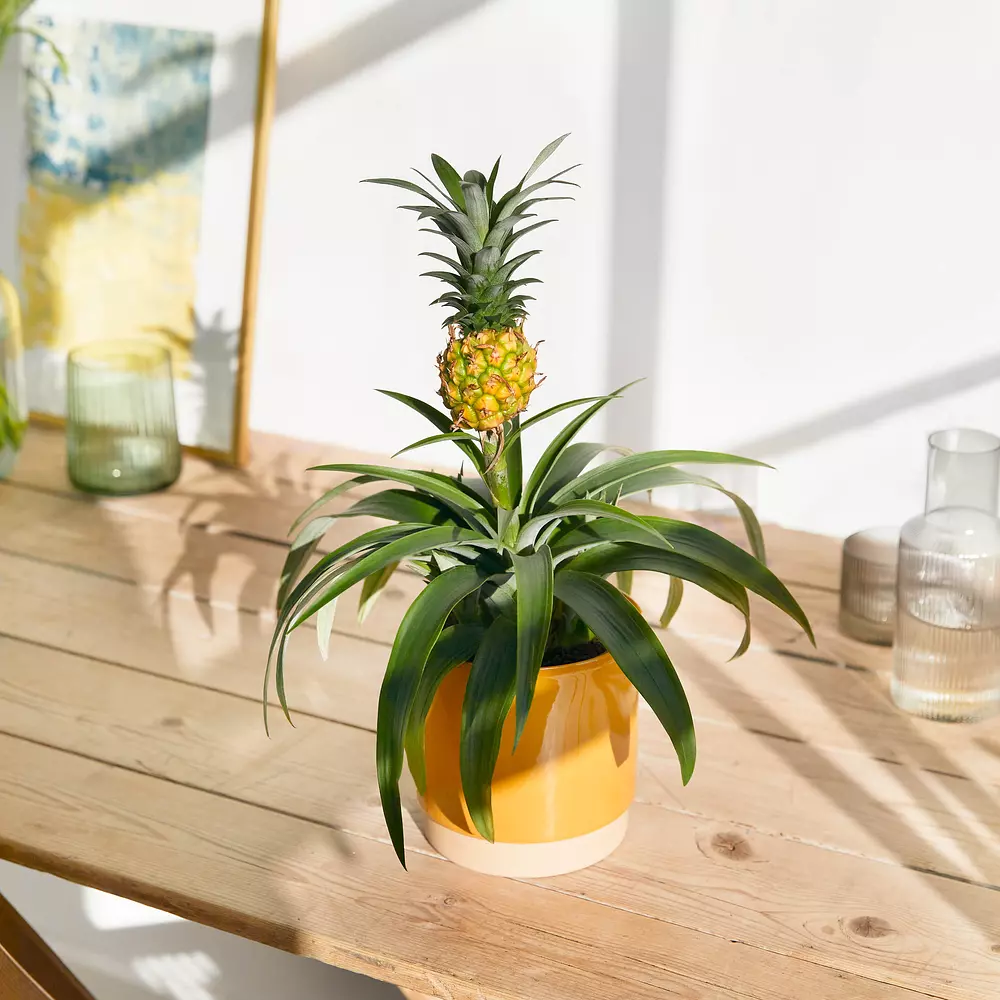 Pineapple Plant Bloom & Wild