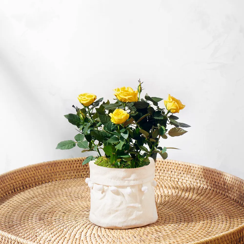 Plants to sales be delivered