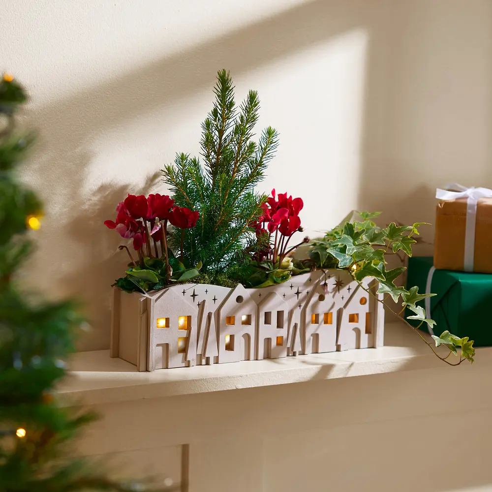The Mini Festive Garden | Letterbox Plants | Bloom & Wild