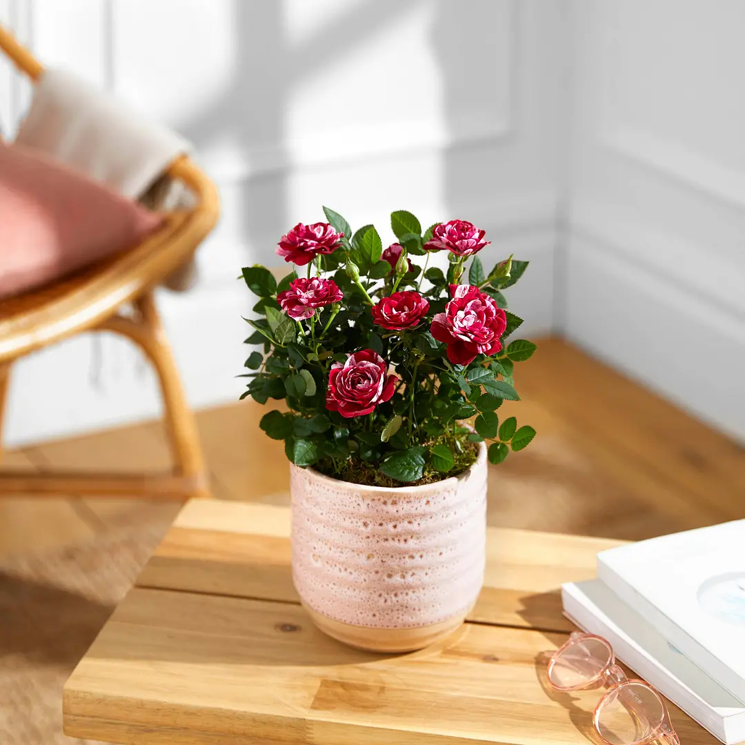 Buy Floweraura Decorative Artificial Red Succulent Indoor Plant In Cute  Groot Resin Pot Vase For Living Room, Table Corner, Balcony, Office/Home  Decoration And Gifts For Friends, Relatives, Neighbours & Colleagues Online  at