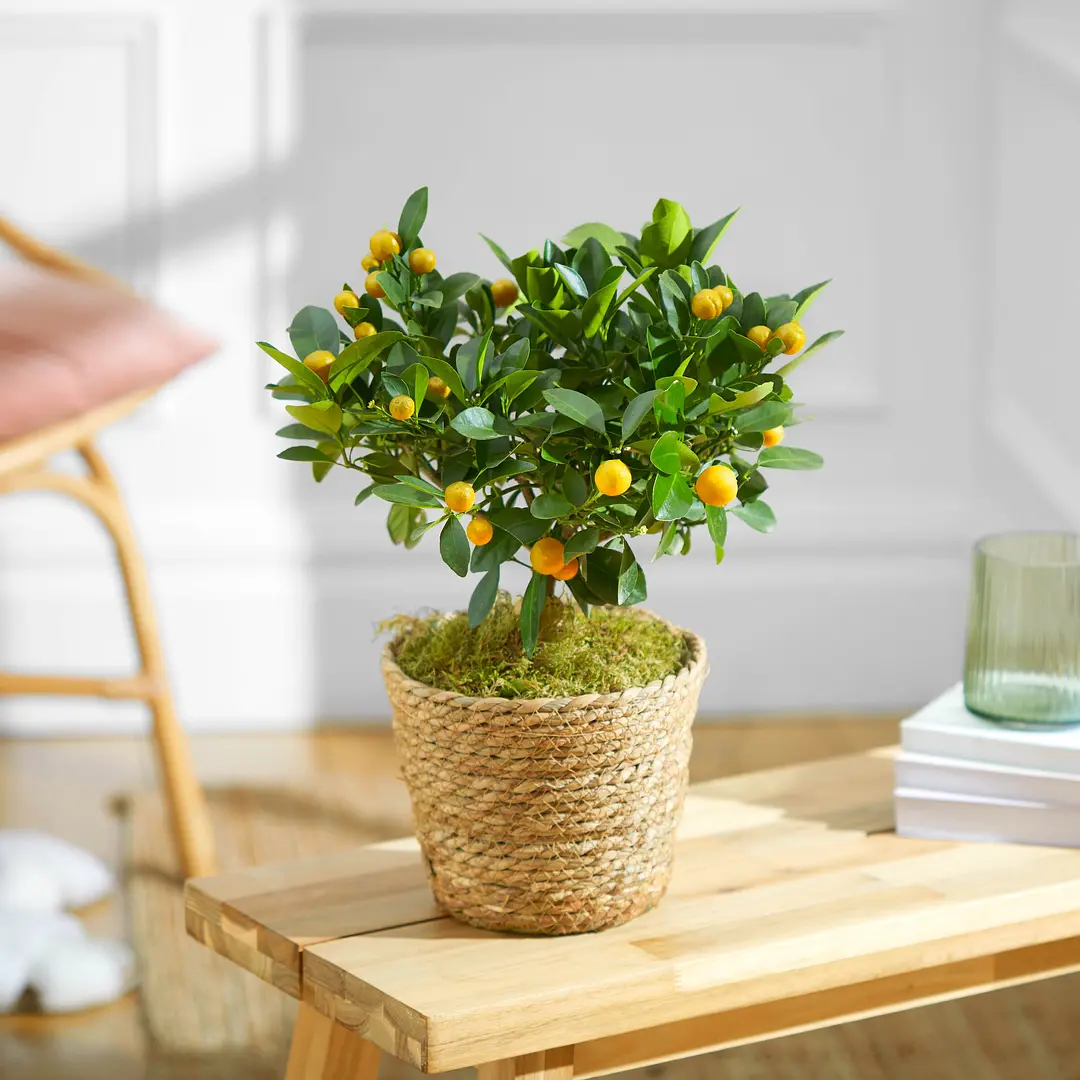Die besten Zimmerpflanzen für direkte Sonne Bloom & Wild