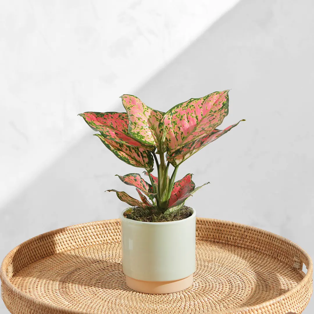 Plant Delivery UK Free Next Day Delivery Bloom & Wild