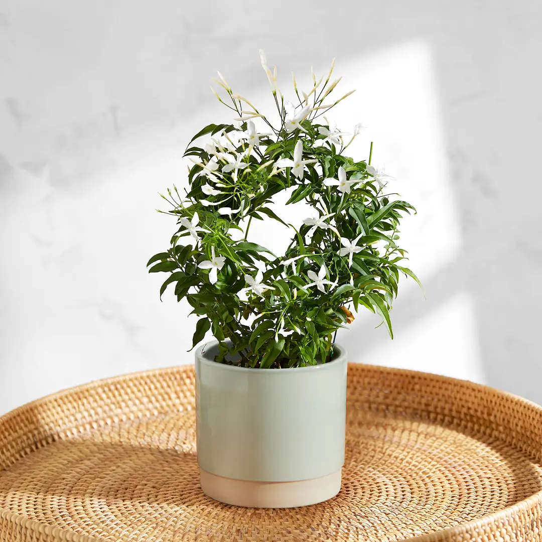 Send live plants sales for mother's day