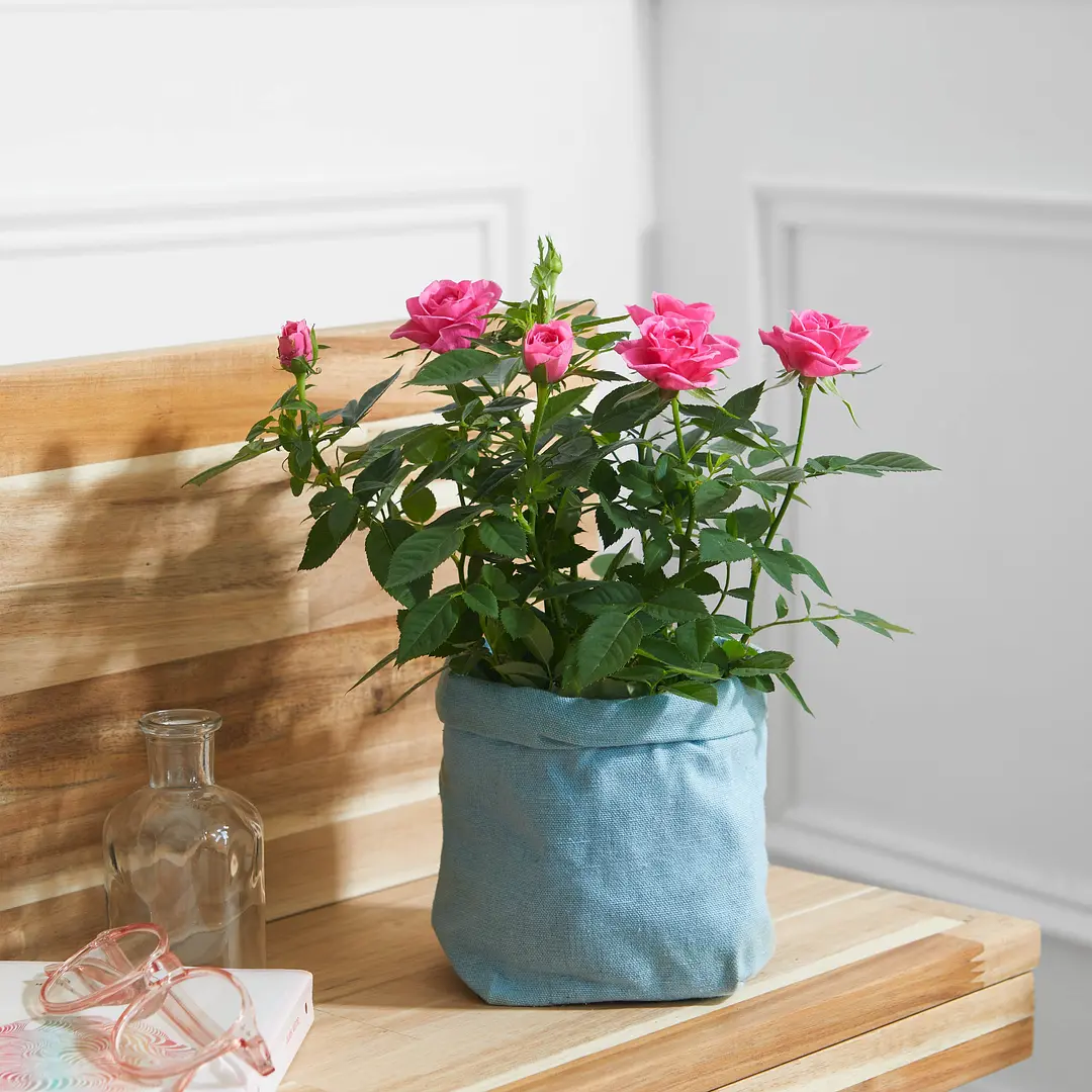 Bloom & Wild Flower Delivery Flowers & Gifts