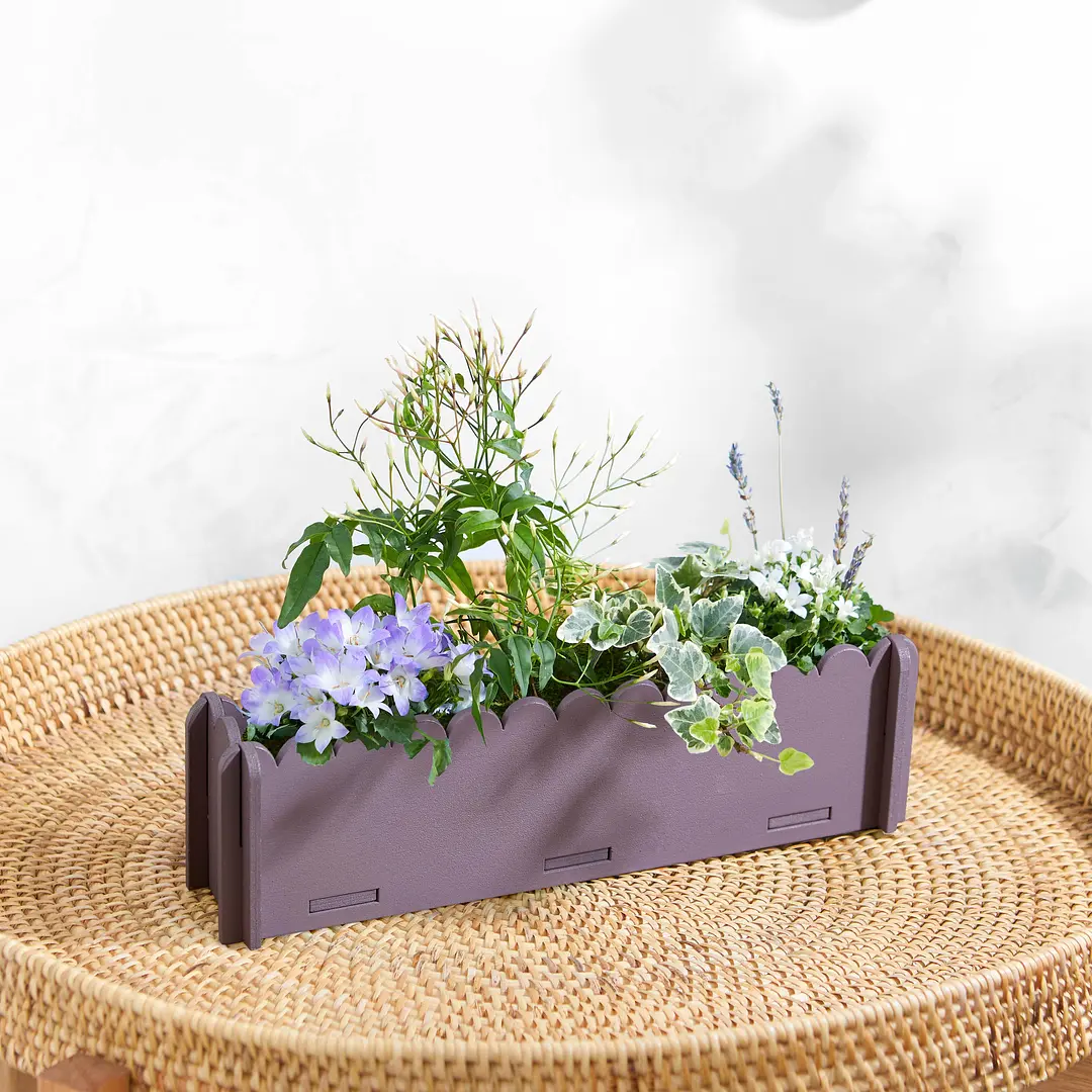 Letterbox Plants by Post Bloom & Wild