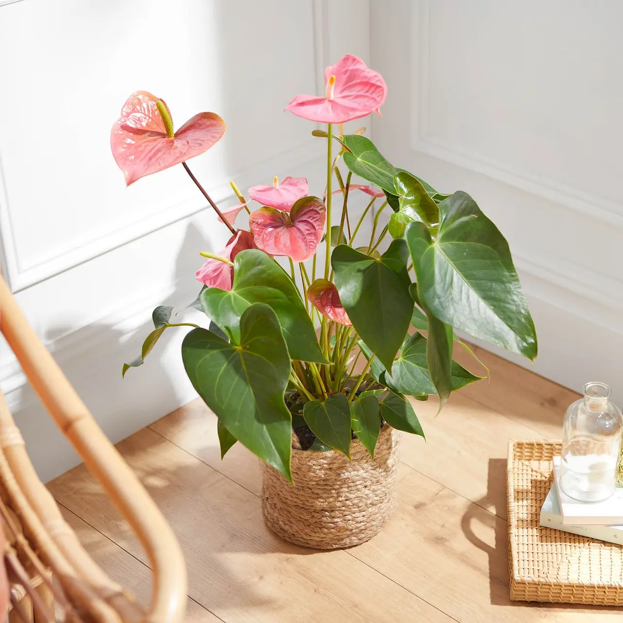 Flamingo flower top