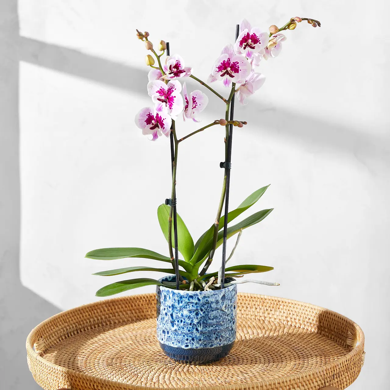 Send an hot sale orchid