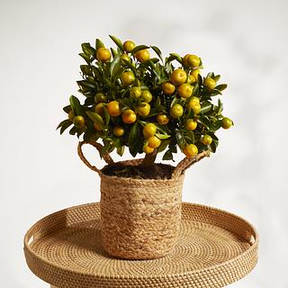 Calamondin Paolo | Bergamotte Pflanzen | Bloom & Wild