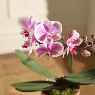 The Grown with Care Bundle | Plant & Gift | Bloom & Wild