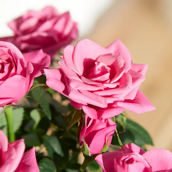 Send Flowers To Uk From Canada Next Day Flower Delivery