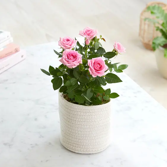 Nclm6t0xinroqm Valentinstag blumen sind jetzt besonders gefragt!es.