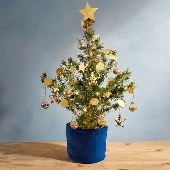 Mini Sapins De Noel Bloom Wild