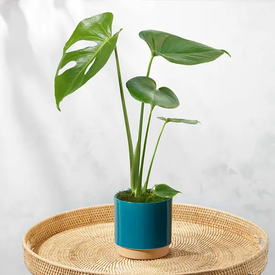 pic Plants By Post Uk Free Delivery plant delivery with free next day