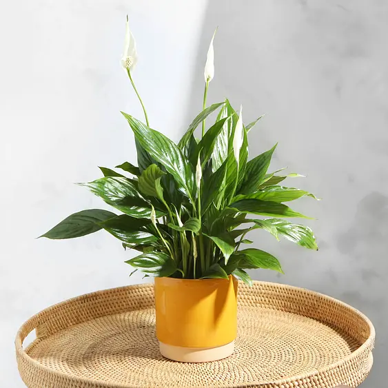 picture Plants By Post Uk Free Delivery plant delivery with free next day