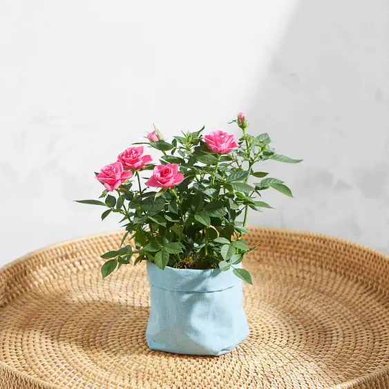 pics Plants By Post Uk Free Delivery https www bloomandwild com send flowers tagonly plants
