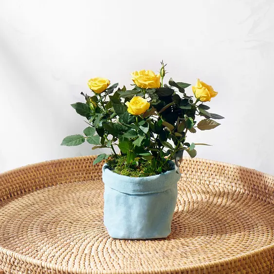 pix Plants By Post Uk Free Delivery plant delivery with free next day